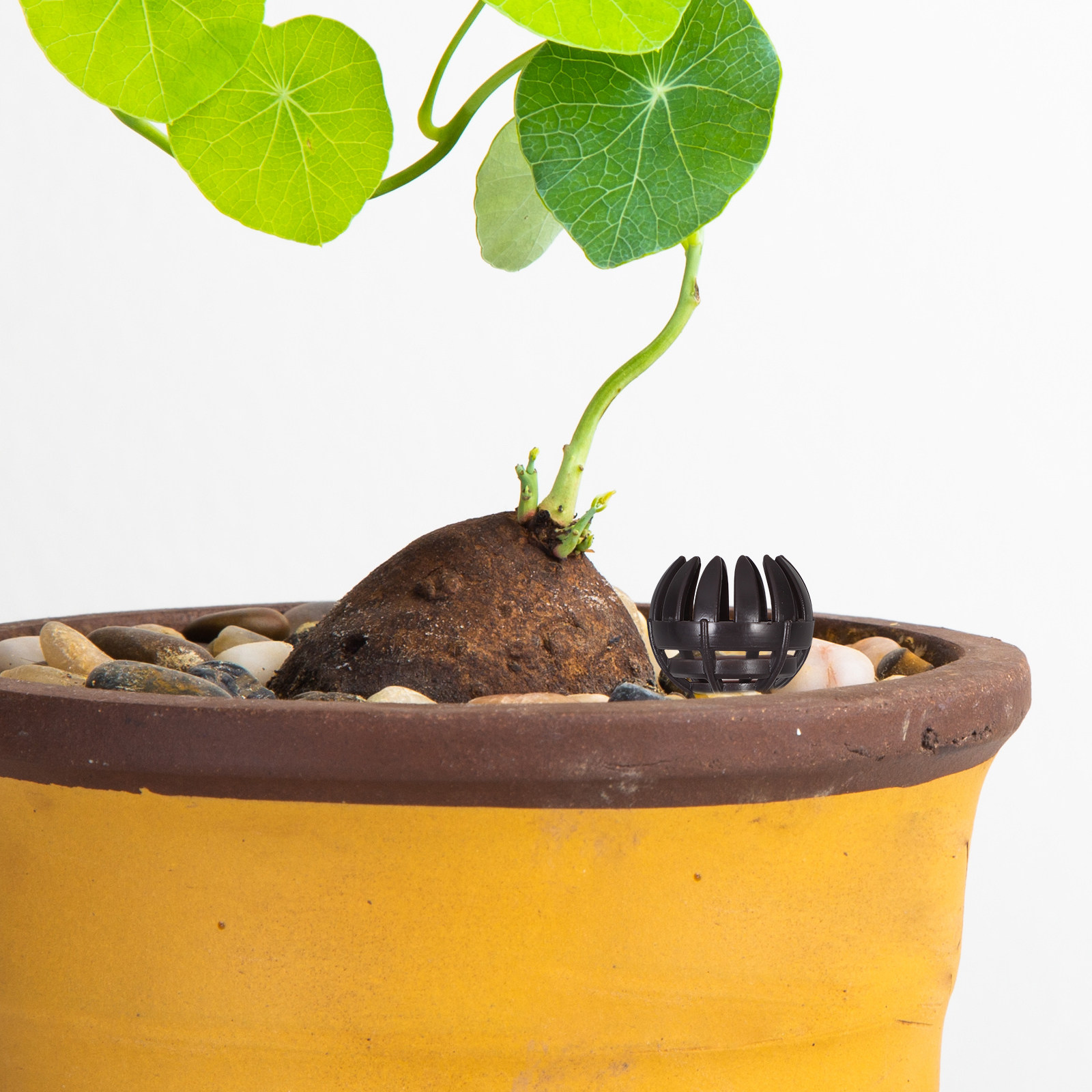 20 Adet Bonsai Gübre Sepeti, P - Nutrition & Fitness Hub Photos incelemesi ve fiyatı